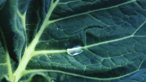close-up of a cabbage leaf with water droplets