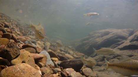 el parque nacional kaeng krachan es el hogar de muchos animales salvajes fantásticos y los arroyos son una fuente de vida de agua dulce para que los animales beban y los peces naden.