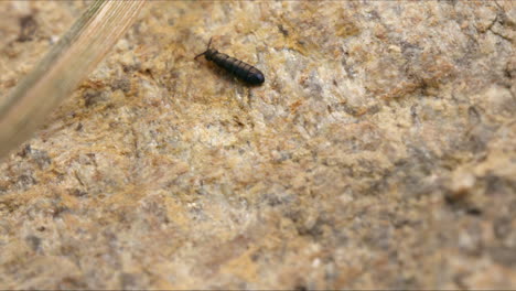 black springtail on rocky surface, macro hexapod in nature