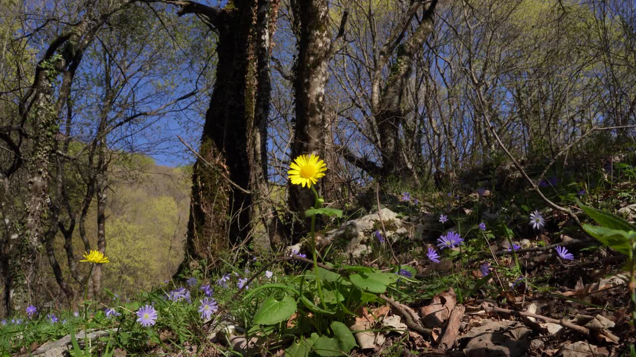 flores amarillas y violetas en el lecho del bosque renacido en primavera bajo los árboles altos en un día soleado
