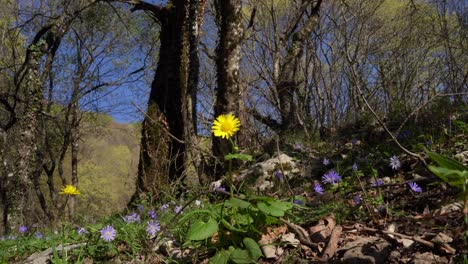 Yellow-and-violet-flowers-in-the-reborn-forest-bed-in-spring-under-the-tall-trees-on-a-sunny-day