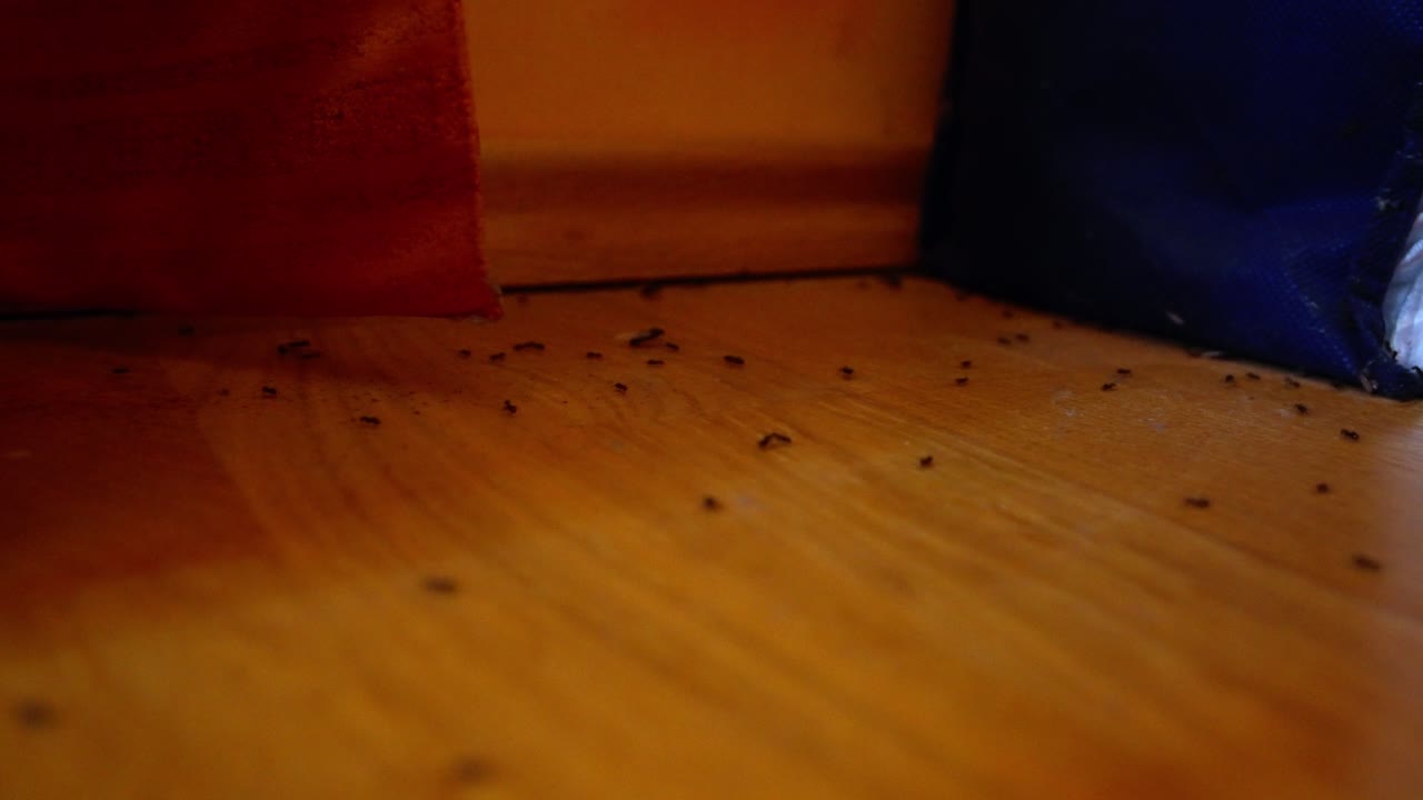 Ant infestation crawl across wooden floor after invading house room
