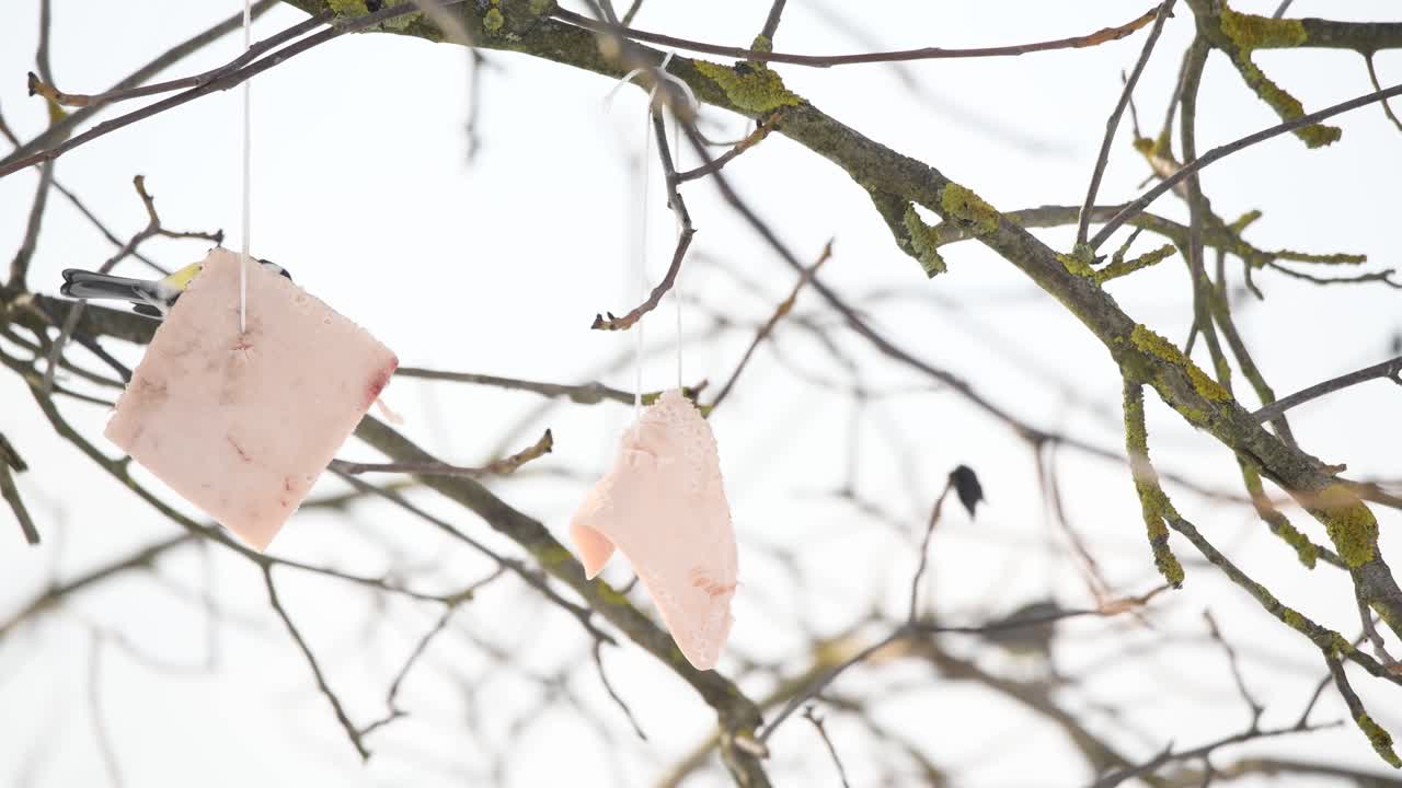 겨울 풍경에 그레이트 블루 짹 passerine 조류