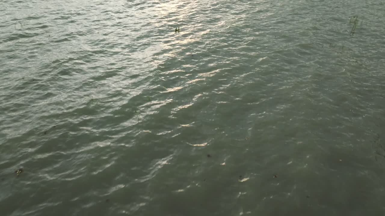 Aerial View of Calm River with Aquatic Plants