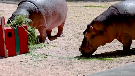 two hippos eating grass