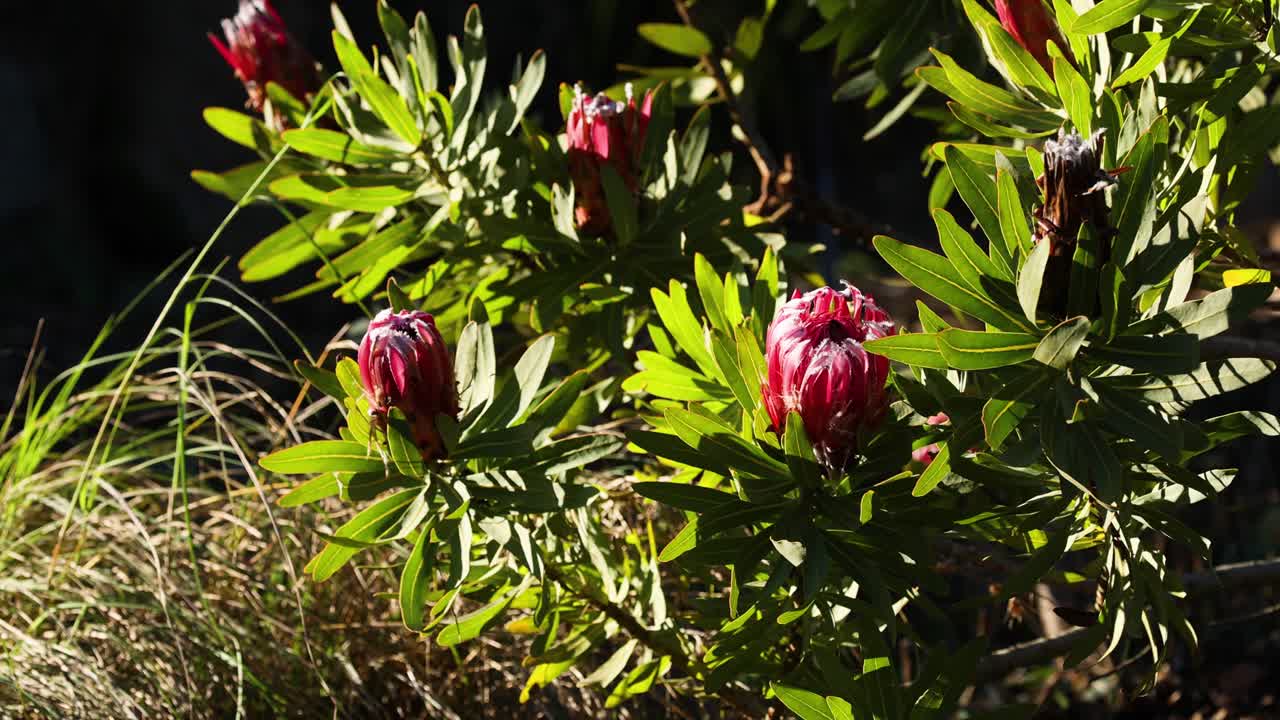 plantando árboles en el zoológico de melbourne en mayo