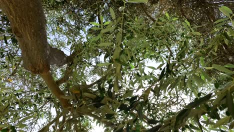 thick branches of olive tree