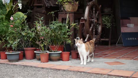 cat standing next to flower pots and looking outwards attentively