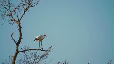 Störche-In-Einer-Natürlichen-Umgebung,-In-Einem-Baum,-In-Ihrem-Nest