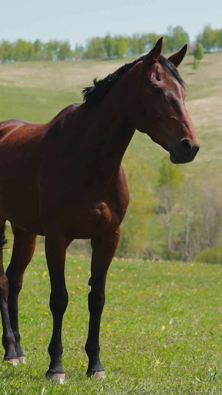 hermoso caballo de la bahía sacude larga cola negra de pie en el campo verde contra las colinas cámara lenta. criatura equina de pura sangre vaga libremente en las tierras altas salvajes
