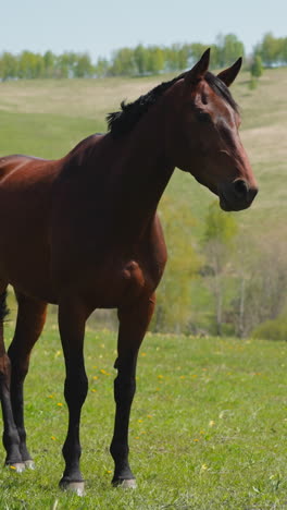 beautiful bay horse shakes long black tail standing on green field against hills slow motion. thoroughbred equine creature free roams in wild highland