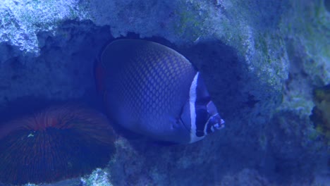 pez en arrecife de coral