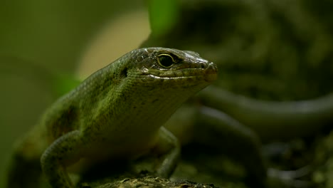 seychelles skink resting under the tropical canopy in the jungle