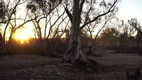 dry brown dusty australian bushland, bright yellow sunset on horizon, pan left