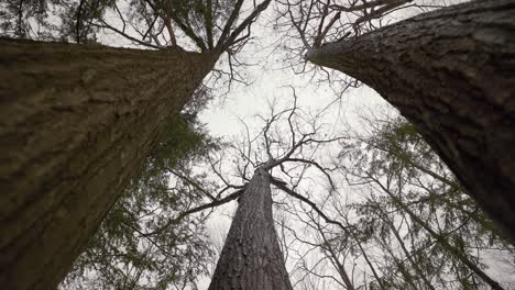 Spinning-look-up-of-Tall-old-growth-Oak-trees-with-thick-bark-and-bare-branches-blowing-in-the-wind,-Grey-Sky