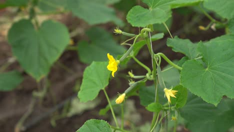 Gurkenpflanzen-Mit-Leuchtend-Gelben-Blüten-Und-üppigen-Grünen-Blättern-In-Einem-Garten