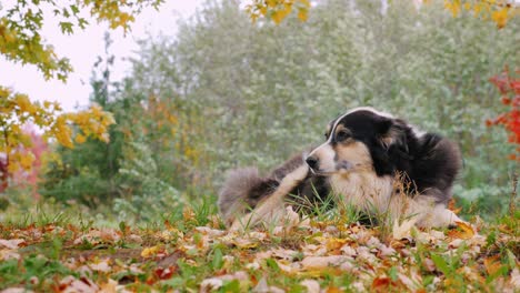 dog breed australian shepherd resting in the yard. against the background of yellowing trees in autumn