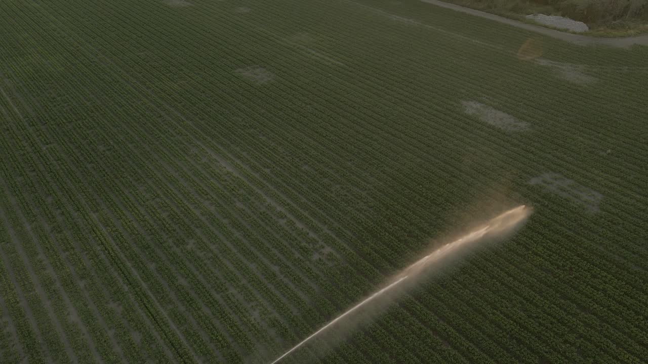imágenes de drones de rociadores de riego de campo rociando agua al atardecer