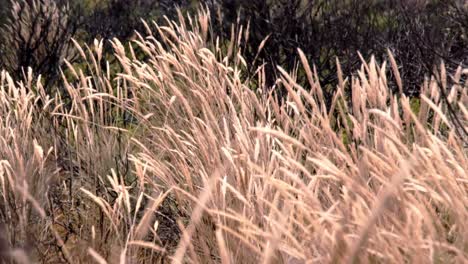 hierba seca creciendo en un campo y soplando en el viento