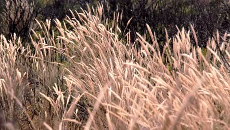 dry grass growing on a field and blowing in the wind