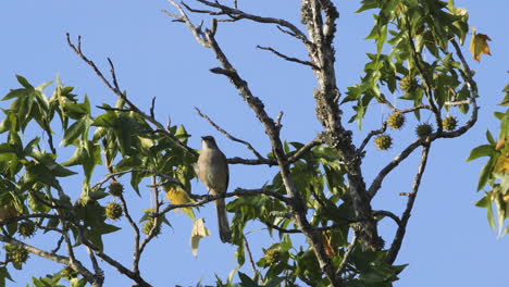 a mockingbird perched on a small branch in the morning