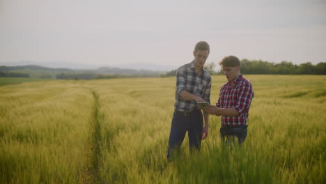 farmers discussing in wheat field using tablet