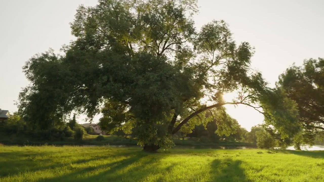 Luce solare che filtra attraverso un grande albero secolare, proiettando lunghe ombre in un prato verde all'ora d'oro, ampia carrellata cinematografica, controluce, movimento di parallasse