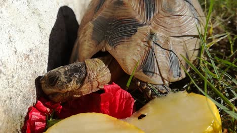 tortoise-close-up-eating-a-hibiscus-plant-outdoors-in-the-nature