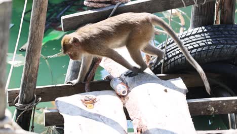 monkey moves across a wooden bridge over water