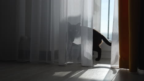 brown burmese cat with chocolate fur color and yellow eyes gazing