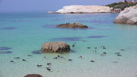 Dutzende-Von-Esels-Schwarzfußpinguinen-Schwimmen-In-Der-Nähe-Von-Boulder-Beach-Am-Kap-Der-Guten-Hoffnung-In-Südafrika-South