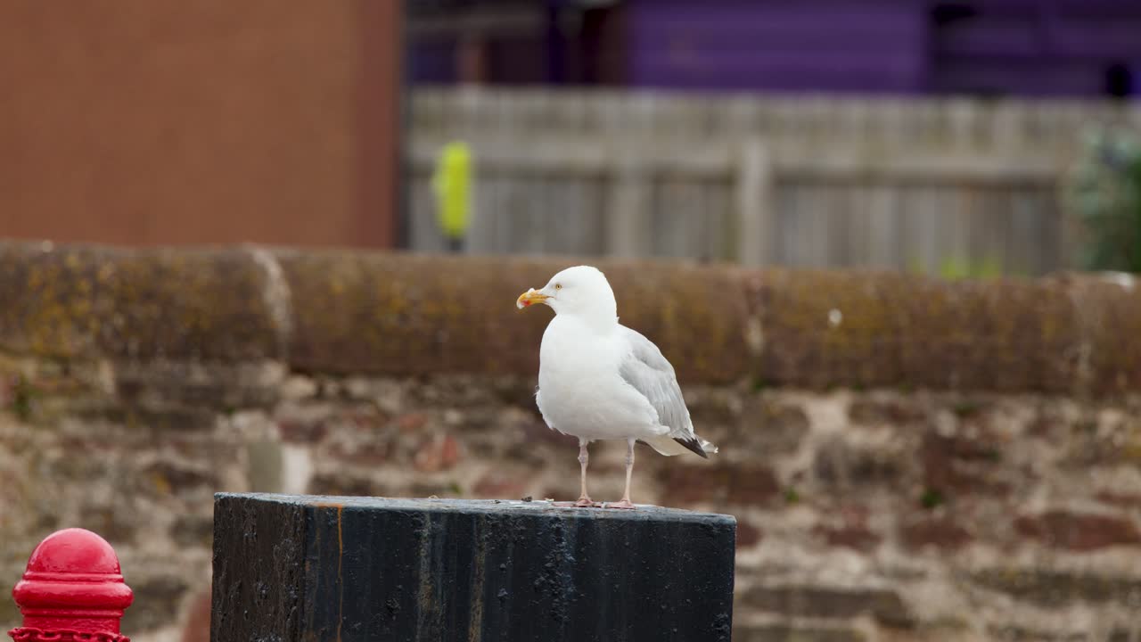 Seagull stands alert on black post, urban background, soft daylight, static camera, calm atmosphere