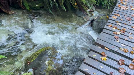 Clear water flows rapidly under a wooden footbridge surrounded by autumn leaves and lush greenery, captured in natural daylight with a steady camera angle