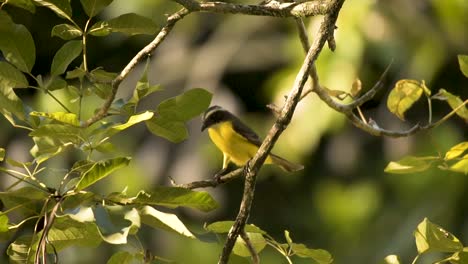 Rostiger-Fliegenschnäpper,-Der-An-Einem-Sonnigen-Tag-Auf-Einem-Ast-Thront