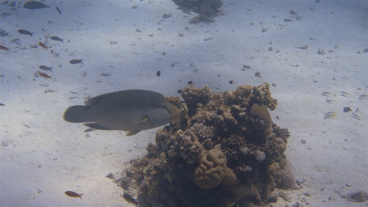 Big Napoleon wrasse fish swimming over ocean sandy bottom in 4k
