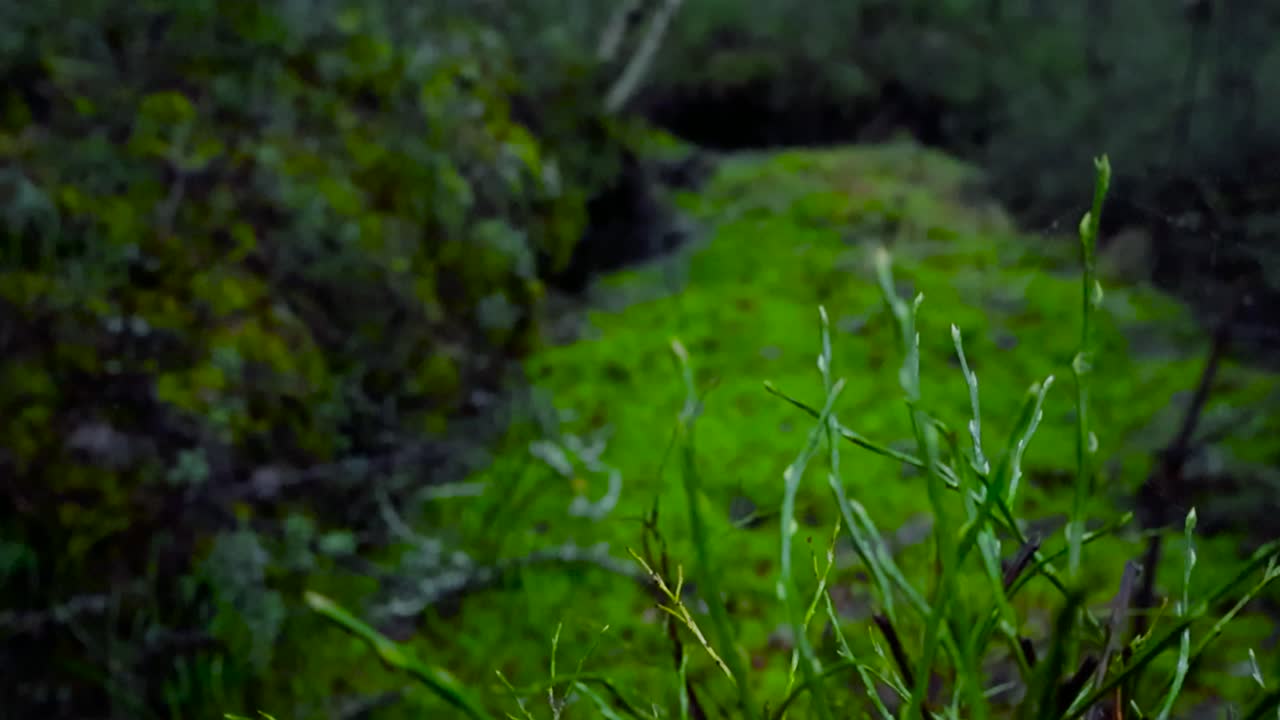 Suolo della foresta coperto di muschio in un ambiente umido