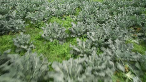 low altitude flyover of broccoli, chives, and celery fields, lush green vegetation
