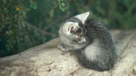 silver gray baby cat sitting on dry tree and relaxing