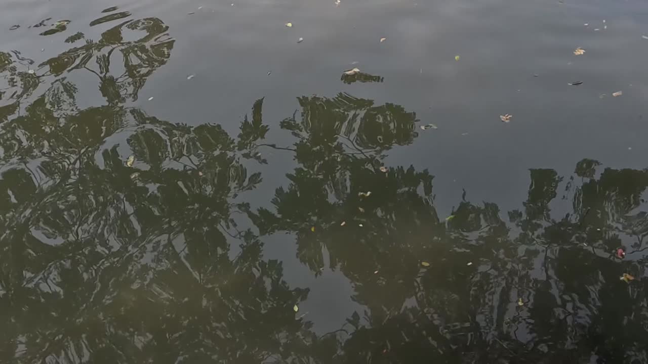 Reflection of trees in calm water