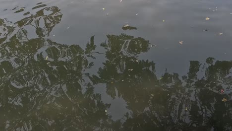 Reflection of trees in calm water