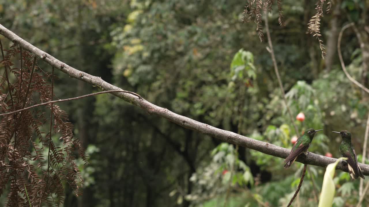 Two hummingbirds tussle on a branch in lush cloud forest, Close up