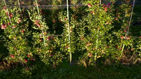 apple plantation, orchard with anti hail net for protection, pan shot from side, read apples on tree in sunrise, fruit production, plant protection business