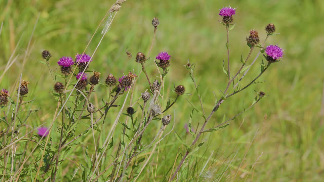 Pink and purple thistle wildflowers gently move in the wind, set against lush green grasslands under natural daylight with a steady camera view
