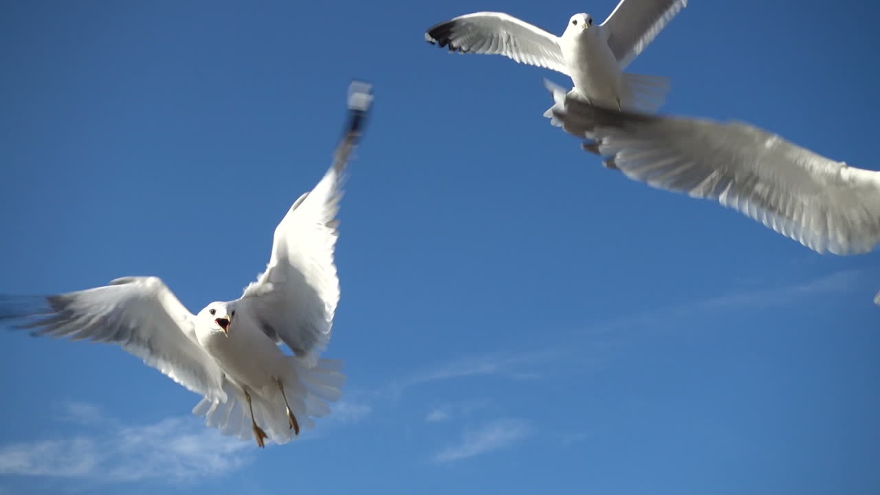 Seagulls in the sky. Slow Motion. Shootings of seagulls