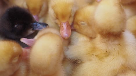 close-up of baby ducklings