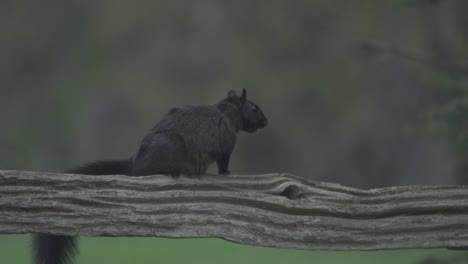 slow motion shot of a black squirrel sitting on a old farm fence