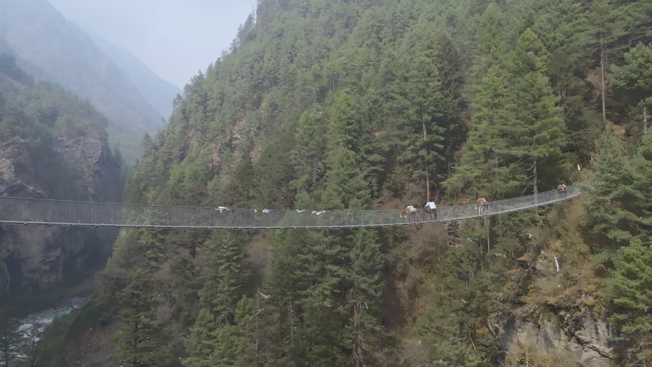 Drone shot of mules crossing Hillary Bridge on Everest trekking trail, surrounded by hills and dense forest under midday sunlight landscape look serene at Mount Everest region of Nepal