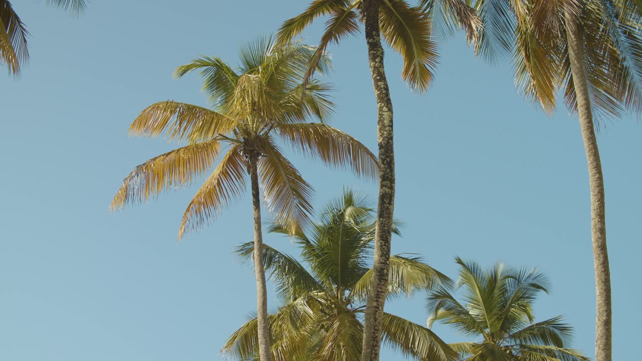 바람에 은 나무