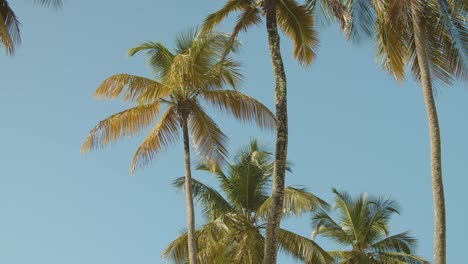 Palm-trees-in-the-wind