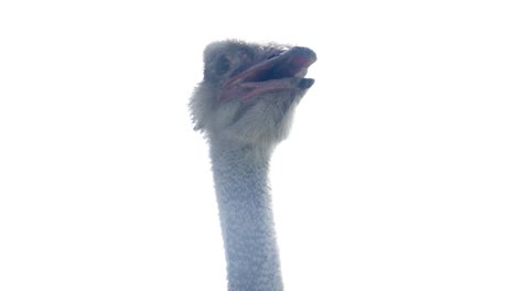 closeup of the head of ostrich